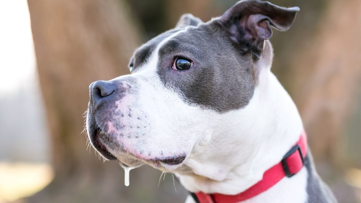 Hund sabbert Mögliche Gründe